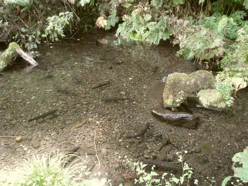 玄武洞の玄武の湧水