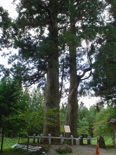 岩手山神社 夫婦杉